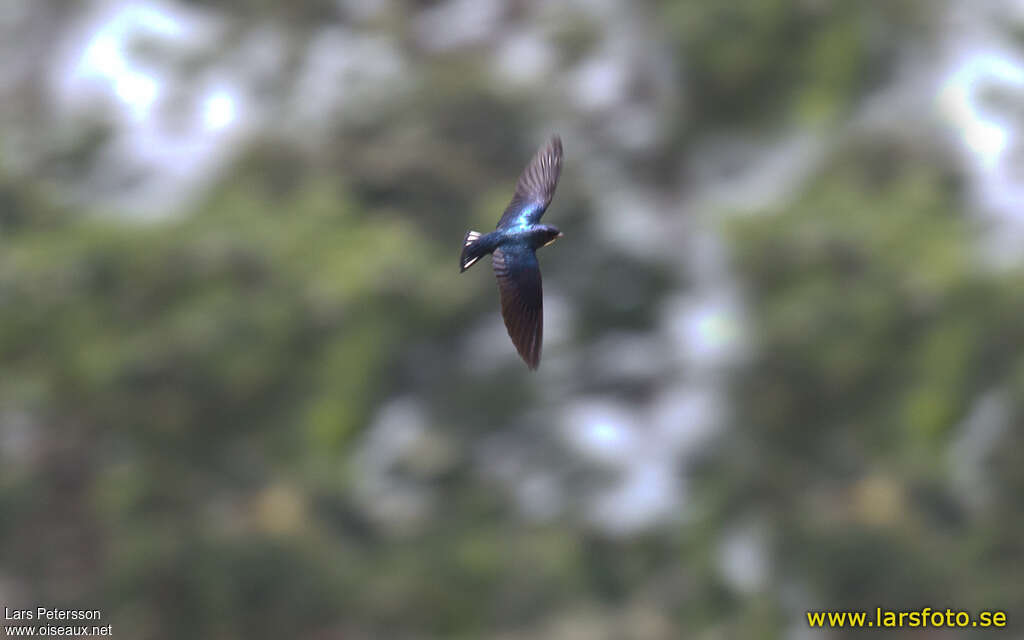 White-bibbed Swallowadult, pigmentation, Flight