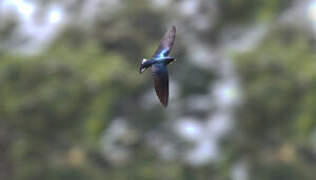 White-bibbed Swallow