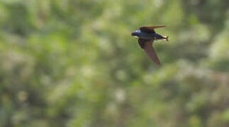 White-bibbed Swallow