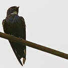 Hirondelle à bavette