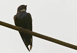 White-bibbed Swallow