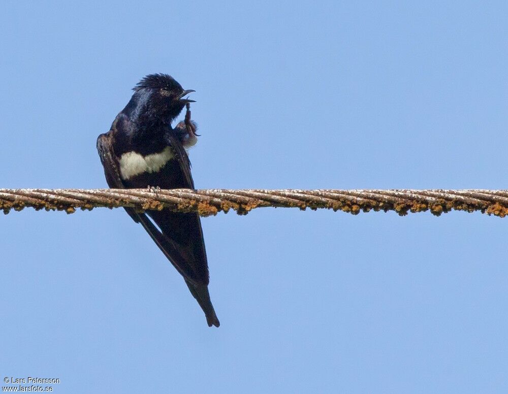 Hirondelle à ceinture blanche