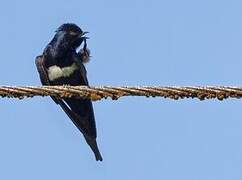 White-banded Swallow