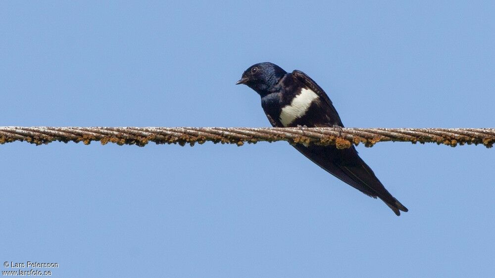 White-banded Swallow