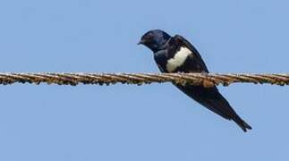 White-banded Swallow