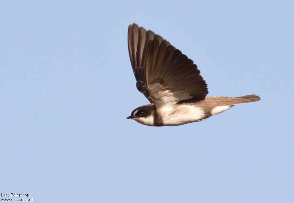 Banded Martinadult, Flight