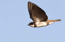 Banded Martin