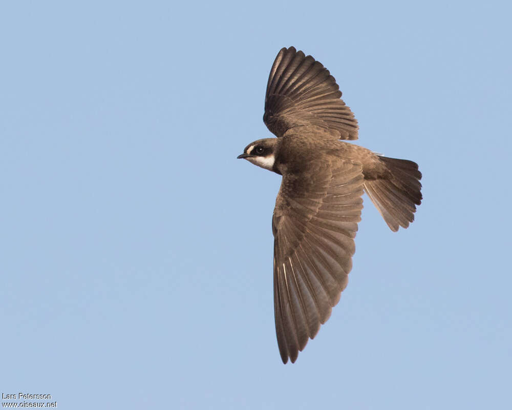 Banded Martinadult, Flight