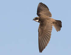 Banded Martin