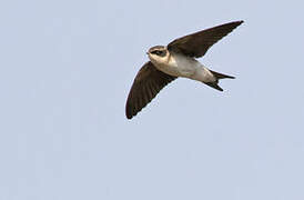 Grey-rumped Swallow