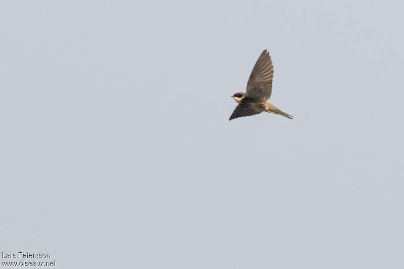 Grey-rumped Swallow, Flight