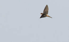 Grey-rumped Swallow