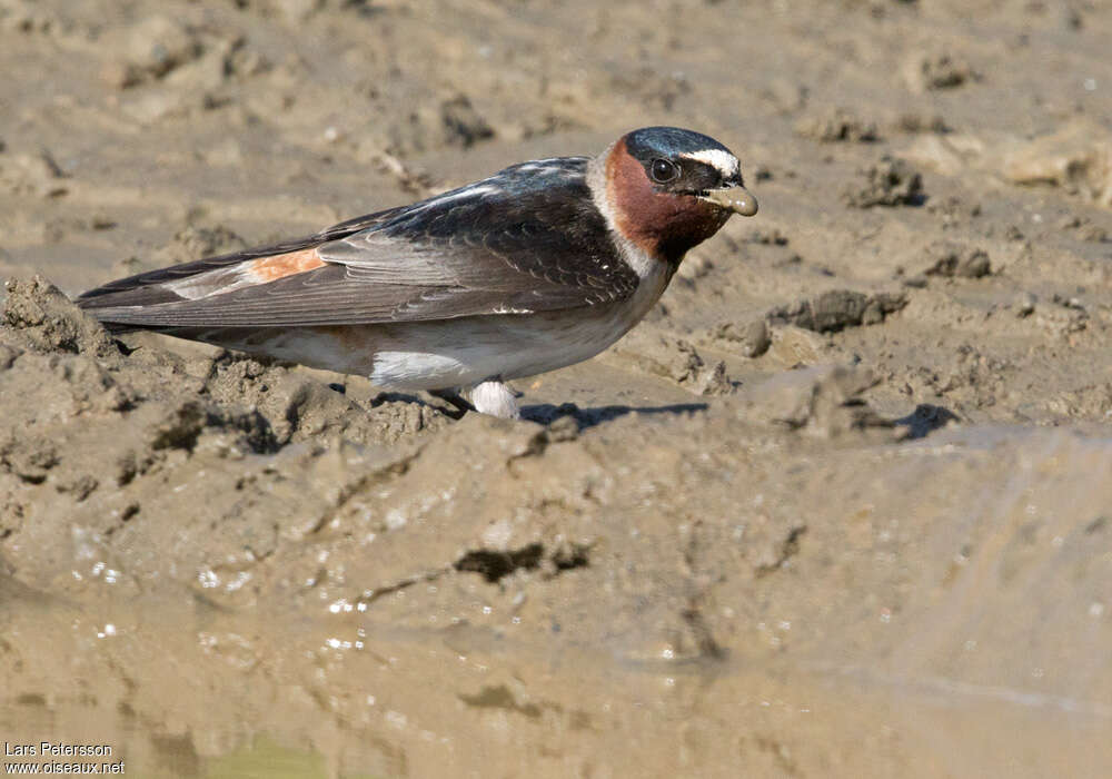 American Cliff Swallowadult breeding, identification