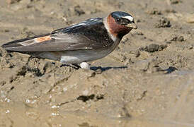 American Cliff Swallow