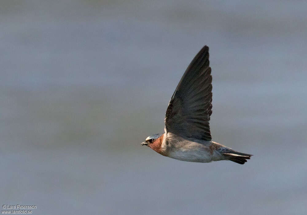 Hirondelle à front blanc