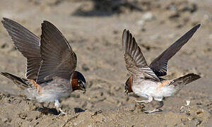 American Cliff Swallow