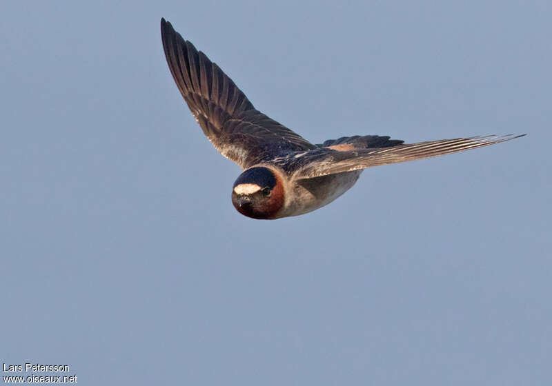 American Cliff Swallow, Flight