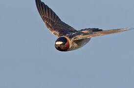 American Cliff Swallow