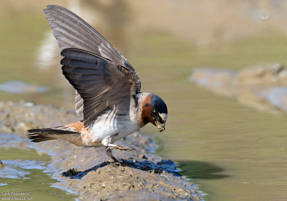 American Cliff Swallowadult, aspect, pigmentation, Behaviour