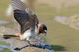 American Cliff Swallow