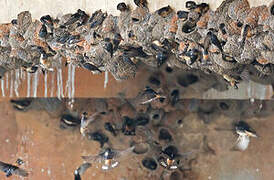 Red-throated Cliff Swallow