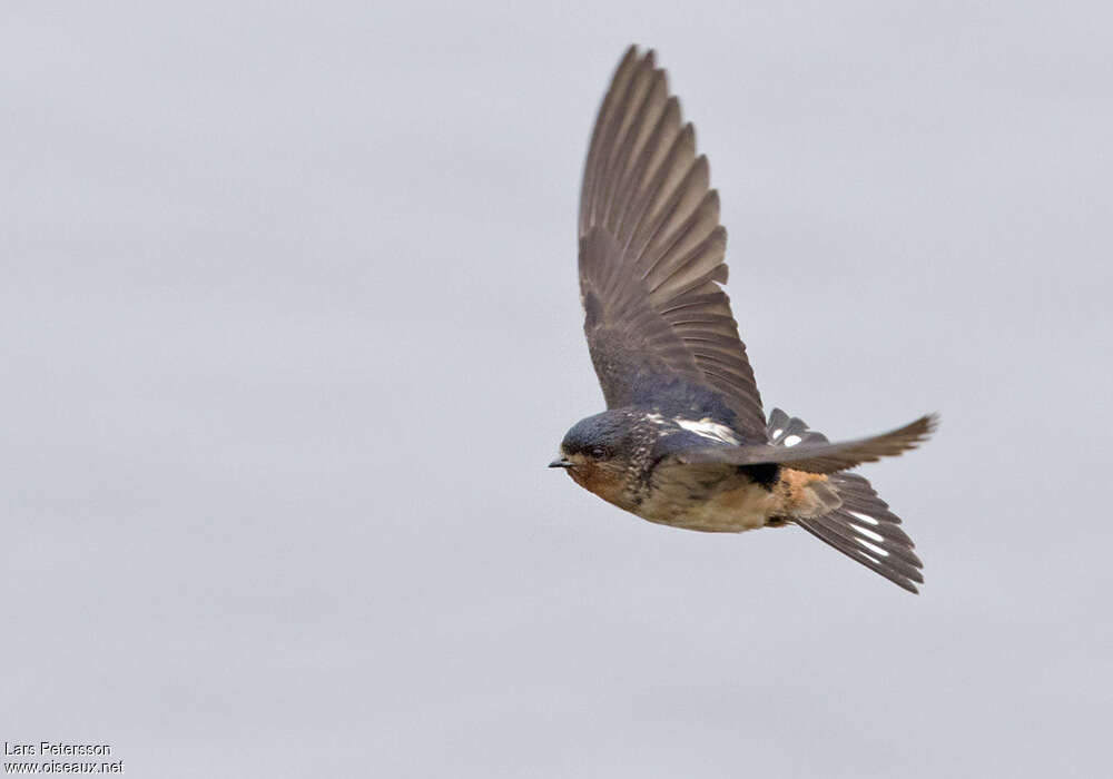 Red-throated Cliff Swallow