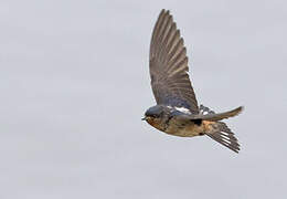 Red-throated Cliff Swallow