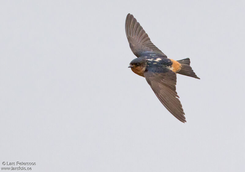 Red-throated Cliff Swallow