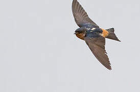 Red-throated Cliff Swallow