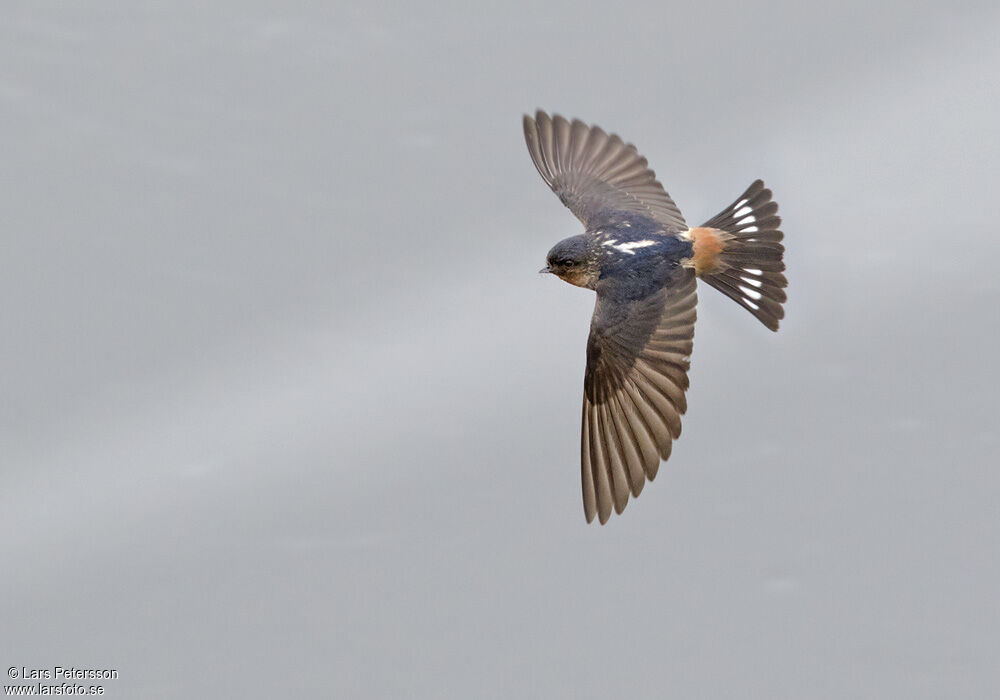 Red-throated Cliff Swallow