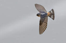 Red-throated Cliff Swallow