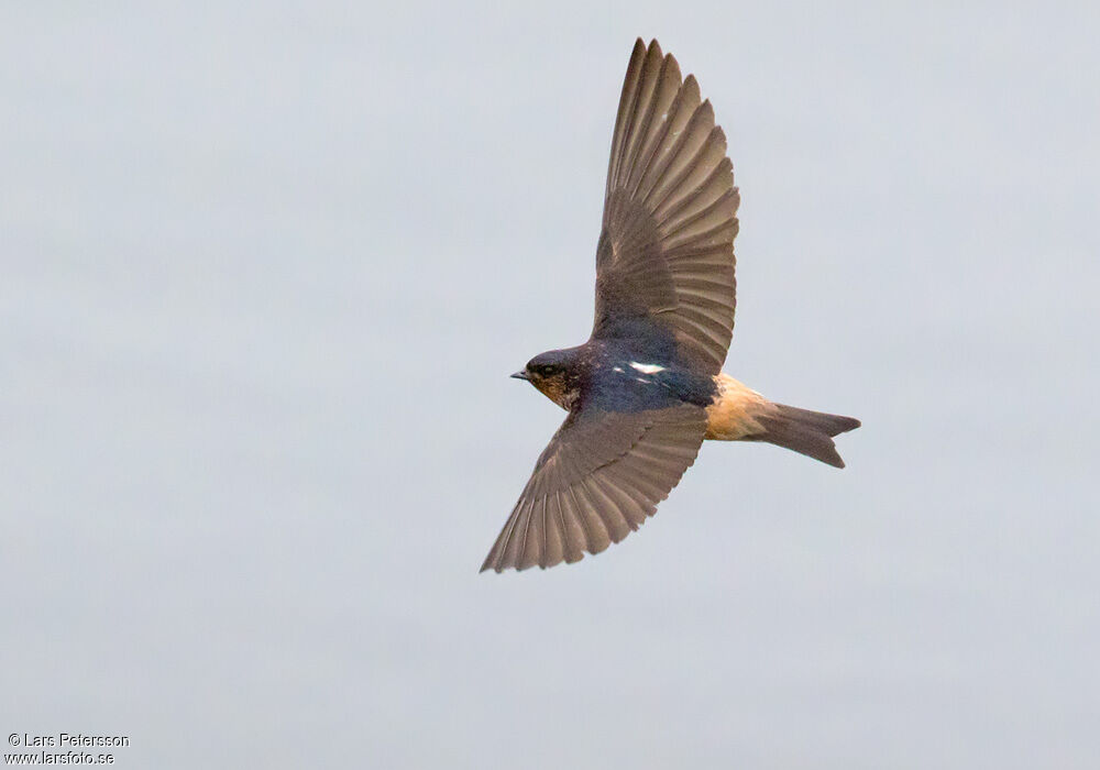 Red-throated Cliff Swallow