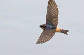 Red-throated Cliff Swallow
