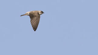 Grey-throated Martin