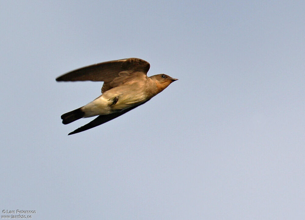 Hirondelle à gorge rousse