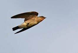 Southern Rough-winged Swallow