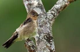 Southern Rough-winged Swallow