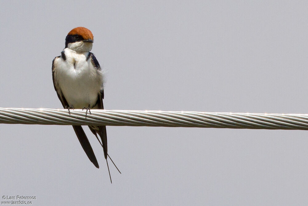 Wire-tailed Swallow