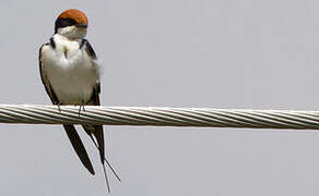 Wire-tailed Swallow