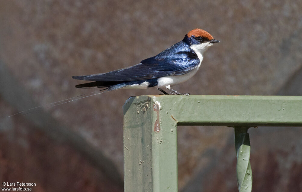 Hirondelle à longs brins