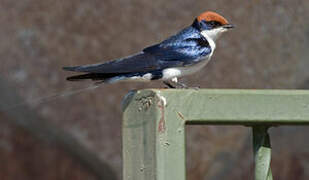 Wire-tailed Swallow