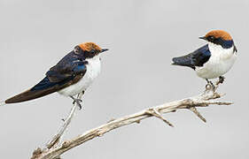 Wire-tailed Swallow