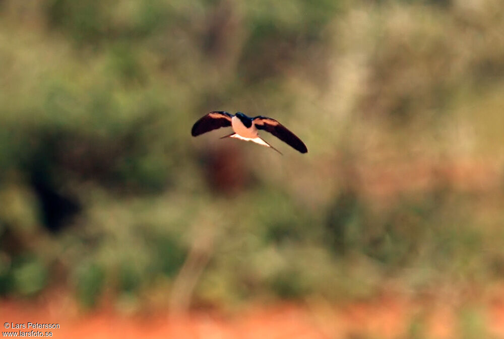 White-tailed Swallow