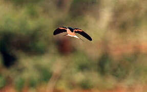 White-tailed Swallow