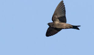 White-headed Saw-wing