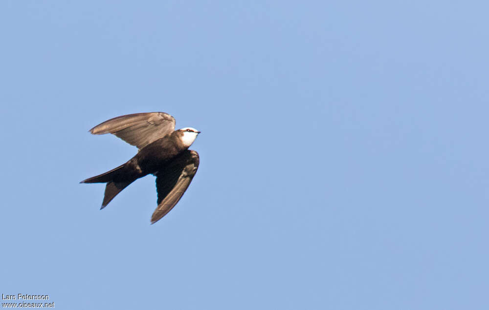 White-headed Saw-wing male adult