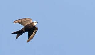 White-headed Saw-wing