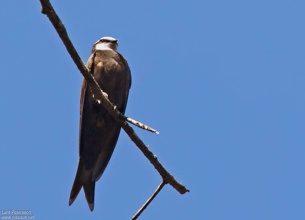 White-headed Saw-wing male adult, close-up portrait