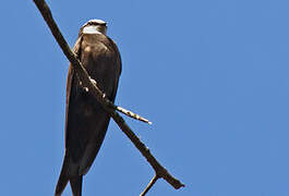 White-headed Saw-wing