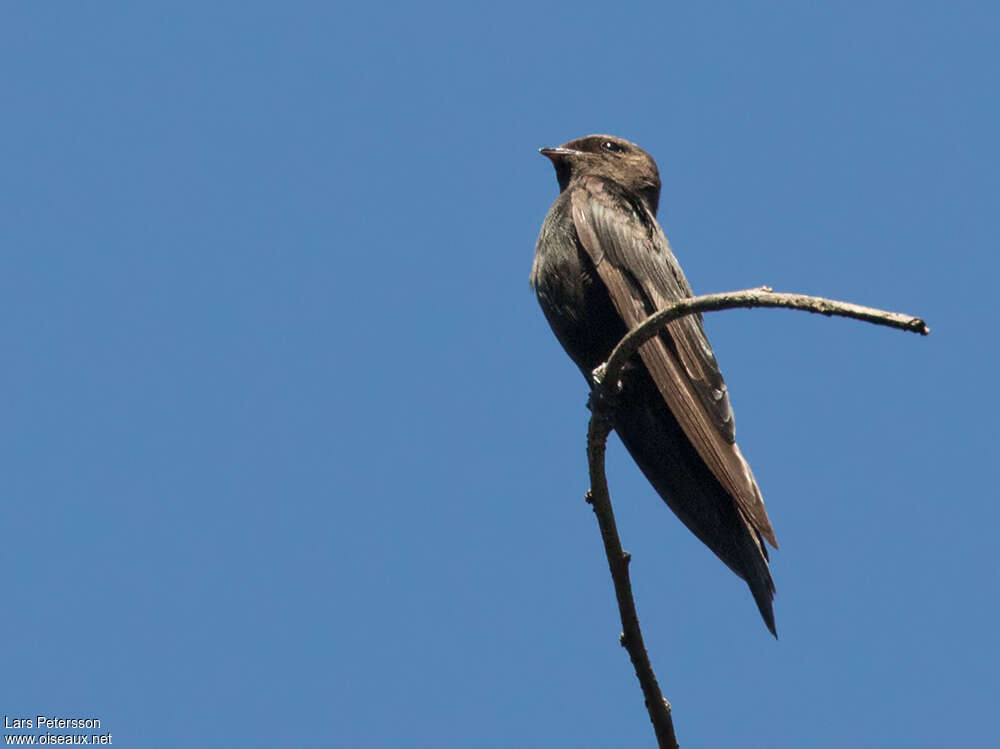 Hirondelle à tête blancheimmature